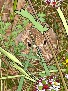 refuge 1-illustration-jardins-d-amphipolis