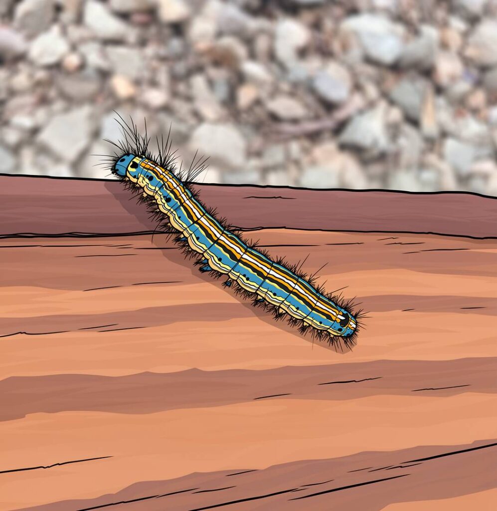 refuge 8-illustration-jardins-d-amphipolis